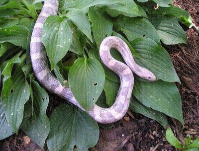 lavendar corn snake picture