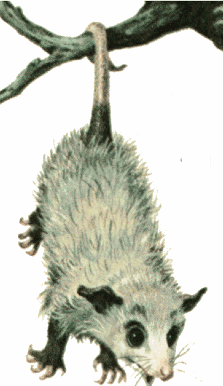 Opossum