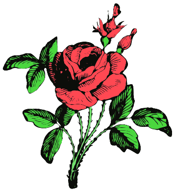 rose/flower