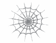Spider Web